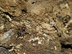Antrodiaetus unicolor