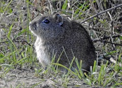 Galea musteloides