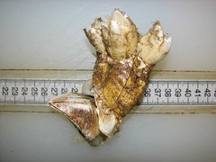 Chirona hameri