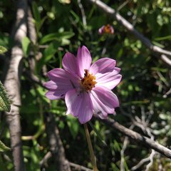 Cosmos crithmifolius