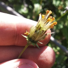 Cosmos crithmifolius