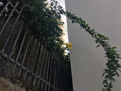 Solandra grandiflora