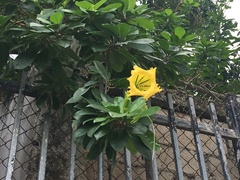 Solandra grandiflora