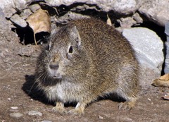 Galea musteloides
