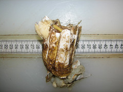 Chirona hameri