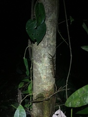 Ethmostigmus rubripes