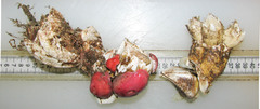 Chirona hameri