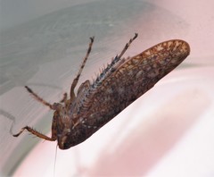 Texananus longipennis