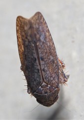Texananus longipennis