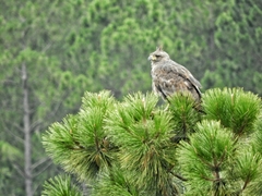 Buteogallus coronatus