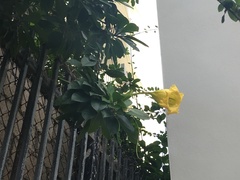 Solandra grandiflora