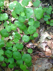 Hydrocotyle americana