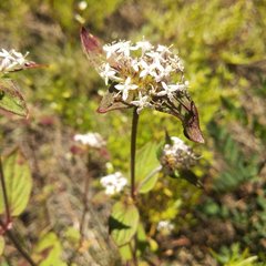 Crusea longiflora