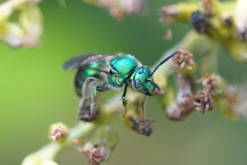 Paraugochloropsis