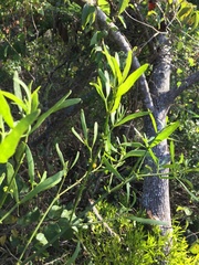 Phoradendron quadrangulare