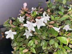 Linnaeoideae