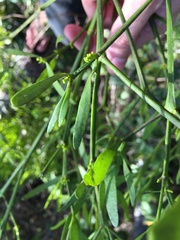 Phoradendron quadrangulare