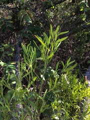 Phoradendron quadrangulare