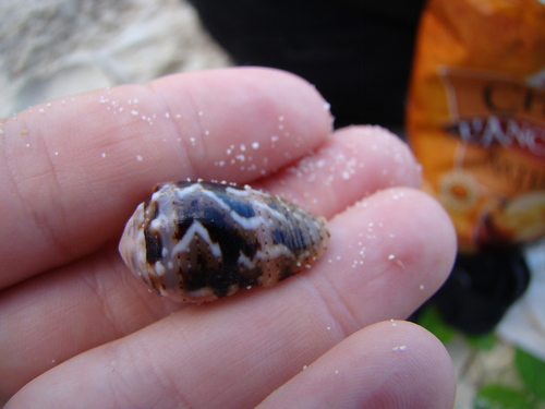 Conus coronatus