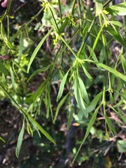 Phoradendron quadrangulare