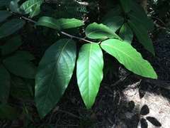 Ocotea leucoxylon