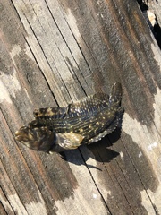 Chasmodes bosquianus