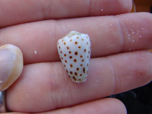 Conus pulicarius