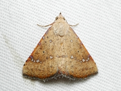 Madope auferens