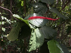 Coccoloba rugosa