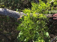 Phoradendron quadrangulare