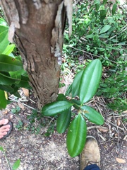 Pimenta racemosa