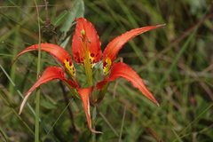 Lilium catesbaei image