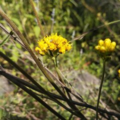 Alloispermum scabrum