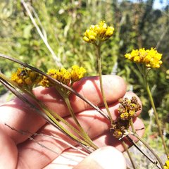 Alloispermum scabrum