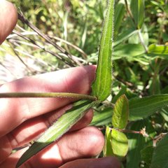 Alloispermum scabrum