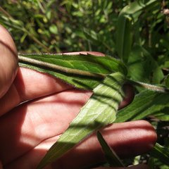Alloispermum scabrum