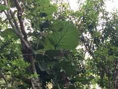 Coccoloba rugosa
