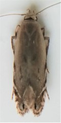 Battaristis nigratomella