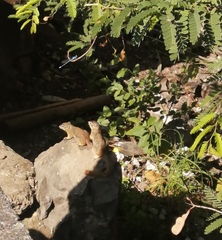 Notocitellus adocetus