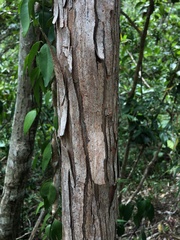 Pimenta racemosa