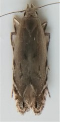 Battaristis nigratomella