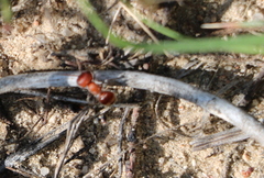 Myrmilloides grandiceps