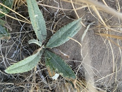 Cirsium canescens