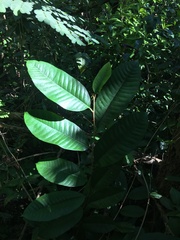 Chrysophyllum argenteum