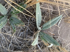 Cirsium canescens