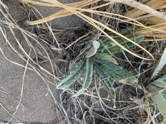 Cirsium canescens