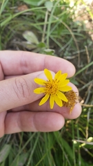 Arnica lanceolata prima