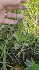 Arnica lanceolata prima