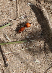 Dasymutilla ursus