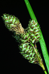 Carex heteroneura